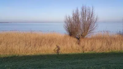 a dog walking in the grass next to a tree at Bed In Waterland in Broek in Waterland