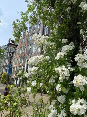 a tree with white flowers in front of a building at JoyJoyJoy the Green Palm ecolicious studio in a in historic Canalhouse from 1729 with view on the canals in Amsterdam