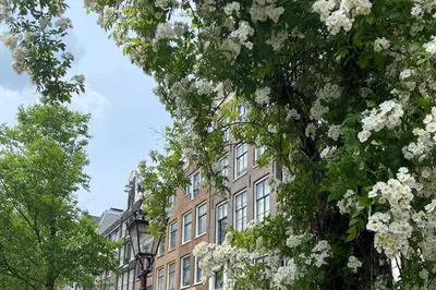 a large building with white flowers in front of it at JoyJoyJoy the Green Palm ecolicious studio in a in historic Canalhouse from 1729 with view on the canals in Amsterdam