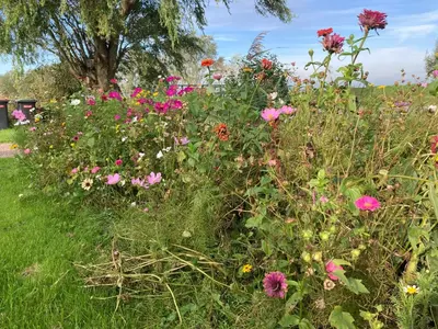 a field of flowers with a tree in the background at Het oude strandhuis in Uitgeest