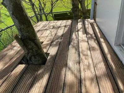 a wooden deck with a tree growing on it at Het oude strandhuis in Uitgeest