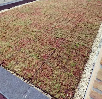 a garden with grass and rocks on a sidewalk at Eco lodge Utrecht Leidsche Rijn in Utrecht