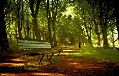 a park bench sitting in the middle of a forest at NOVA Houseboat DELUXE Free Bikes in Amsterdam