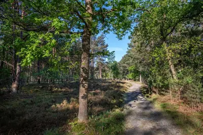 a trail in the woods with a tree at Hotel Woudschoten in Zeist