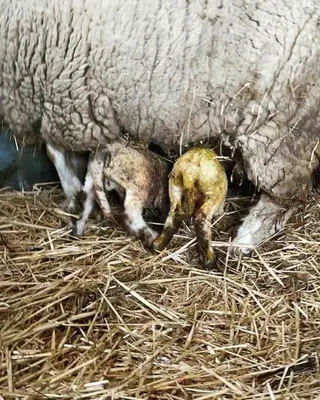 a sheep with two baby lambs in the hay at De Boterhal - vakantiehuisje op natuurboerderij in Hem