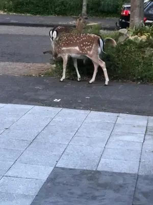 a deer standing on the side of a street at Romantisch Tiny Gardenhouse in beautiful garden in Zandvoort