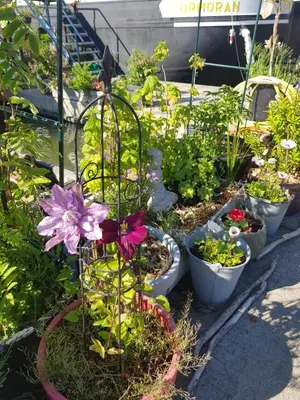 a garden with several pots of flowers and plants at EUPHRATE HOUSeBOAT in Amsterdam