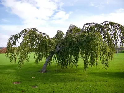 a tree in the middle of a green field at B&B “Te Warskip bij BlokVis” in Medemblik
