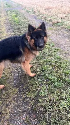 a brown and black dog standing in the grass at Have a nice stay! - Vakantiehuis BijSaar in Noordwijk