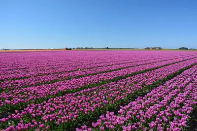 a field of pink tulips in a field at Vakantiebungalow in Riviera Maison stijl nabij zee en strand, bos en duin in Warmenhuizen
