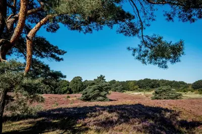 a field with a tree and some grass and trees at Urban stay Zuid in Amersfoort