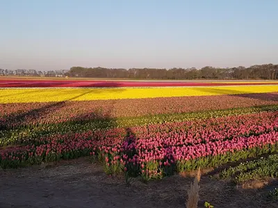 a field of colorful tulips in a field at Appartement 