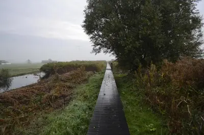 a wooden path along a river with a tree at Floating B&B Amsterdam in Amsterdam
