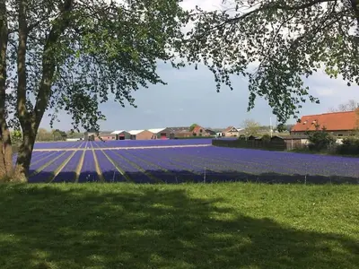 a large field of purple flowers with a tree at Strand83 in Egmond aan Zee