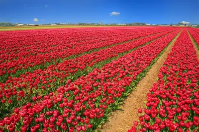a field of red tulips in a field at Strand83 in Egmond aan Zee
