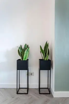 two plants sitting on black stands against a wall at Appartement en Studio Papillon in Zandvoort