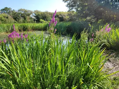 a garden with purple flowers in the middle of a pond at Appartement Canberra. in Bergen aan Zee