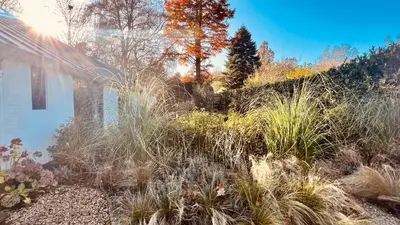 a garden with tall grass next to a house at Duynbossie in Schoorl
