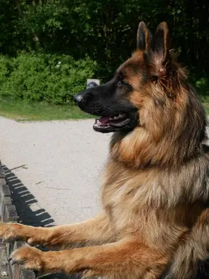 a dog is sitting on a fence at Huize de Duinen in Bergen aan Zee