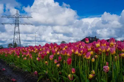 a field of pink and yellow tulips at Glamping de Hof van Eeden in Warmond