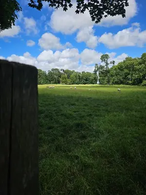 a field with sheep grazing in a field of grass at Hotel Heemskerk in Heemskerk