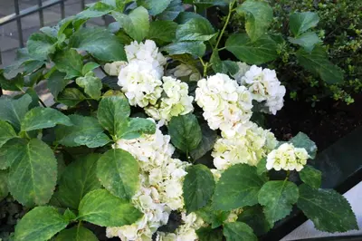 a flower bush with white flowers and green leaves at Owl Hotel in Amsterdam