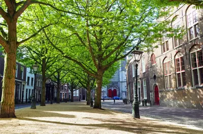 a tree lined street with buildings and a street light at Veldhorst Apartments in Leiden