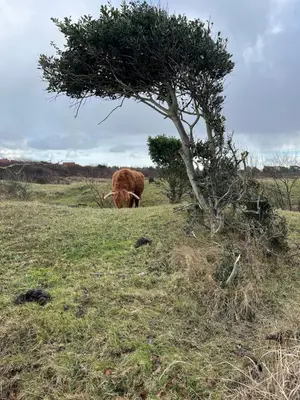 a cow standing in a field next to a tree at Huis Egmond in Egmond aan den Hoef