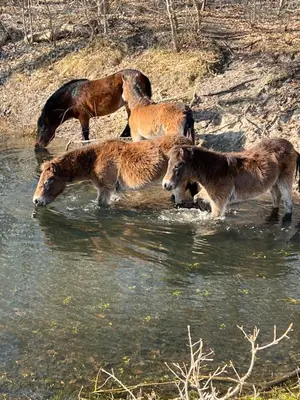 a group of horses drinking water from a river at Huis Egmond in Egmond aan den Hoef