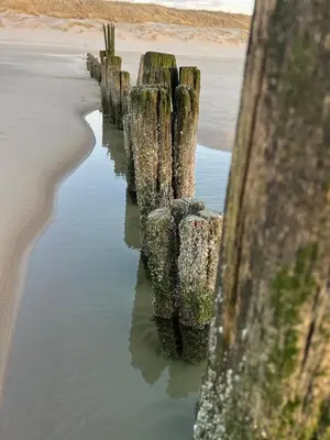 a group of wooden posts sticking out of the water at Huis Egmond in Egmond aan den Hoef