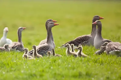 a group of ducks sitting in the grass at De Strandwielen in Sint Maarten