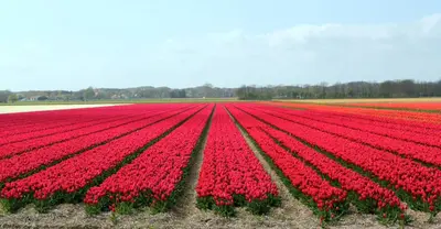 a field of red tulips in a field at Het Eerste Huisje vacation home in Noordwijk aan Zee