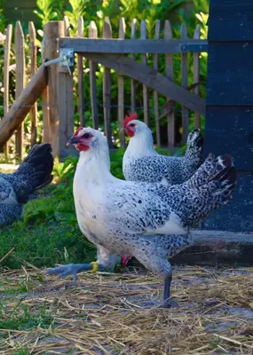 a group of chickens standing in the grass at Bedje in de polder in Montfoort