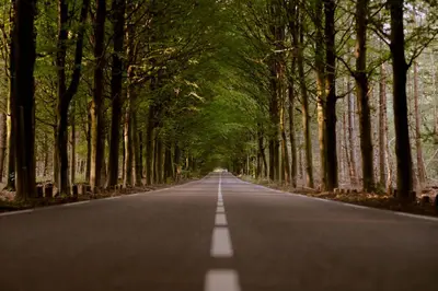 an empty road with trees on either side at Boetiekhotel De Kastanjehof in Lage-Vuursche