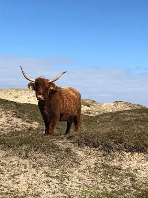 a brown bull with horns standing on a hill at De Vrije Vogel in Egmond aan Zee