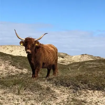 De Vrije Vogel