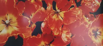 a painting of red and yellow flowers at Bickersbed in Amsterdam