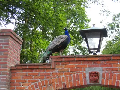 a peacock sitting on top of a brick wall at Londons Cottage in Hilversum