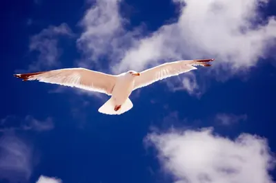 a white bird flying in the sky at Two Brothers Hotel Astoria in Noordwijk aan Zee