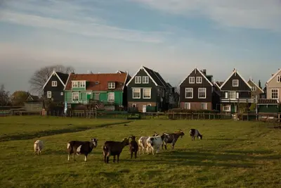 a herd of cows standing in a field with houses at Apartments Waterland in Monnickendam
