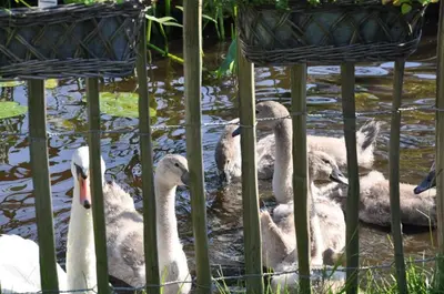 a group of ducks swimming in the water at Tiny house Watergang in Watergang