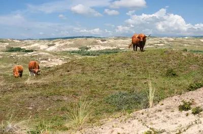 two cows grazing on a hill in a field at Strandhotel de Vassy in Egmond aan Zee