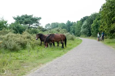 two horses grazing on the side of a road at Strandhotel de Vassy in Egmond aan Zee