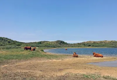 a group of cows laying in the grass near a body of water at Hotel De Weyman in Santpoort-Noord