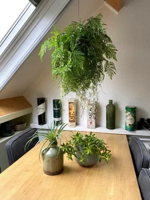 a wooden table with potted plants on top of it at Apartment In de Wolken in Oostwoud