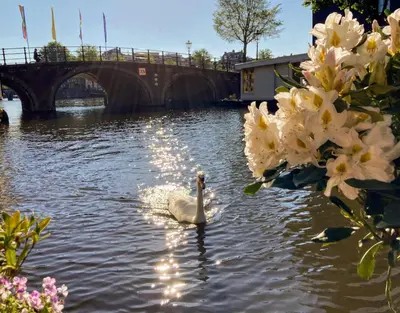 a swan swimming on a river with flowers at Houseboat Orpheus in Amsterdam