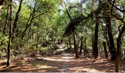 a dirt road in a wooded area with trees at Knusse vakantiewoning in Camperduin in Schoorl