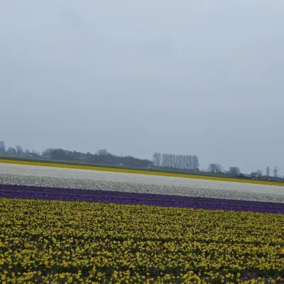 a field of purple and yellow flowers next to a runway at Il Mulino House B in Lisse