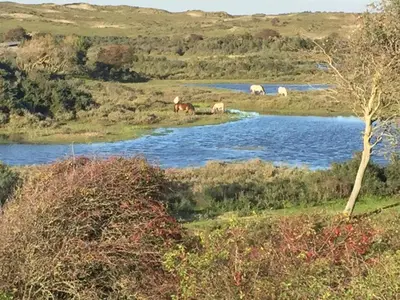 a group of horses grazing near a river at Sterflat 189 in Egmond aan Zee