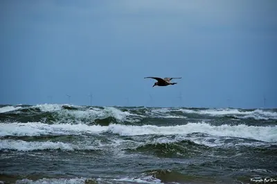 a bird flying over the waves in the ocean at Torenlicht in Egmond aan Zee